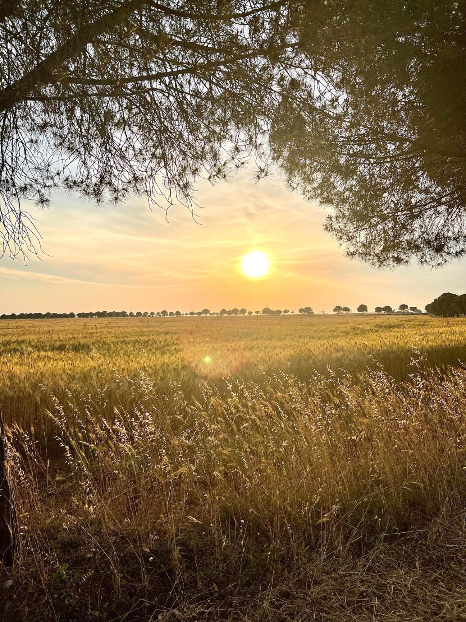 Masseria Casina Montana Corigliano dʼOtranto Dış mekan fotoğraf